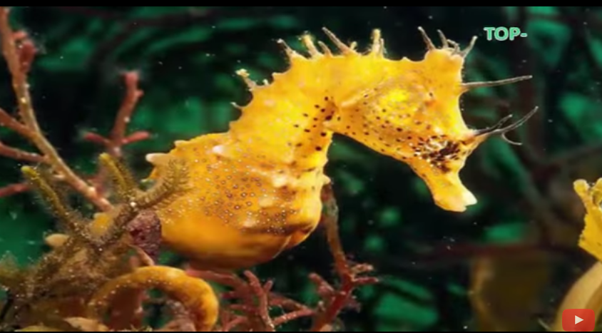 10 animal created by science - Views