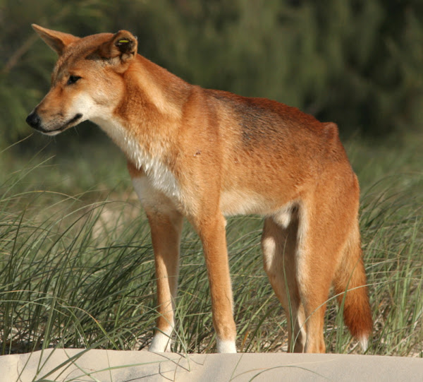 The dingo: a native species in the crosshairs