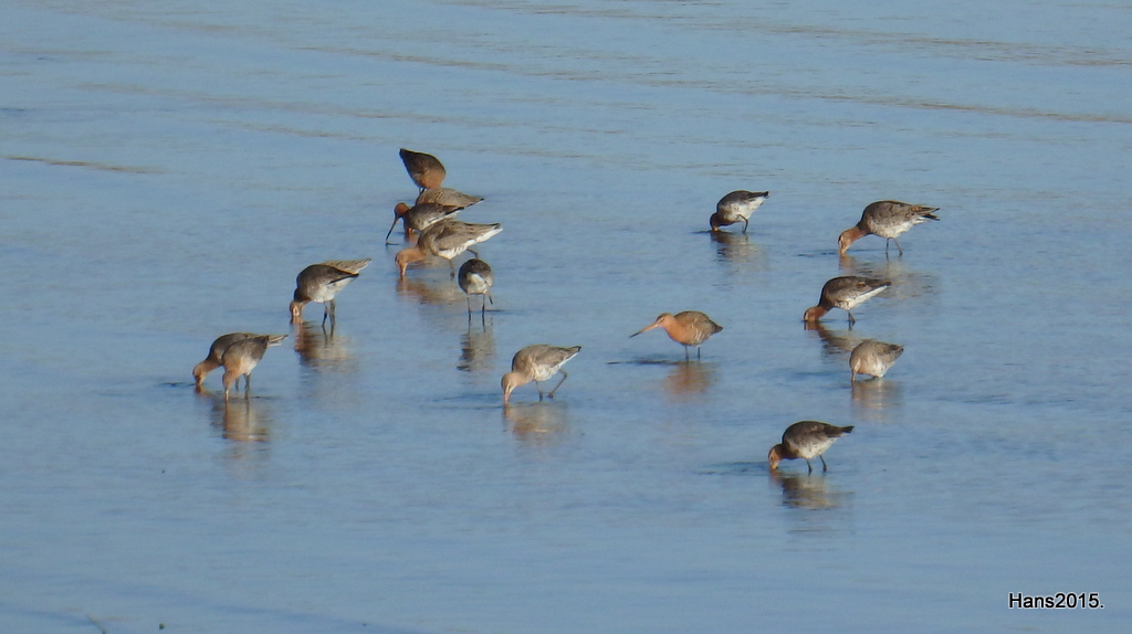 Natuur en Landschap..: Hitland....
