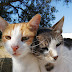“Ξενοδοχεία αγάπης” για τις αδέσποτες γάτες της Πάργας!