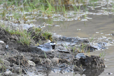 Cuereta blanca (Motacilla alba)