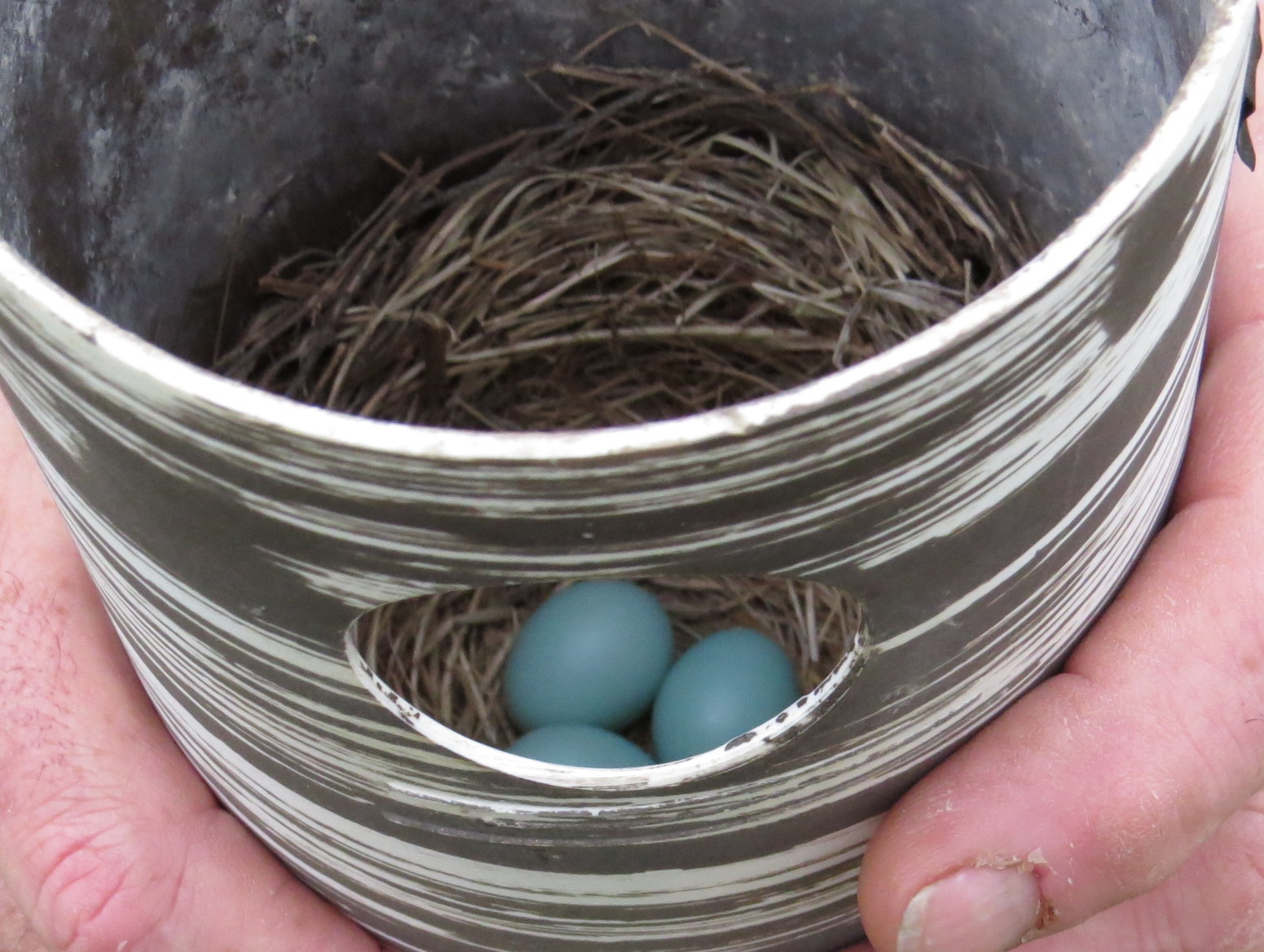 Penelopedia Nature and Garden in Southern Minnesota Bluebird Report