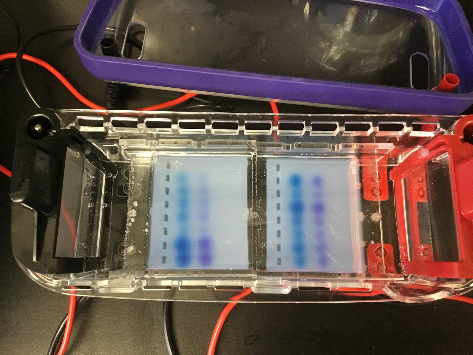 Biology by the Math Mom Pushing the Limits of the Electrophoresis Lab