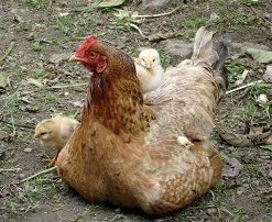 Gallina en el campo tumbada con sus pollitos.