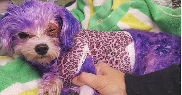 Cachorro tem seus pelos pintados de roxo e fica com queimadura forte devido a química na pele