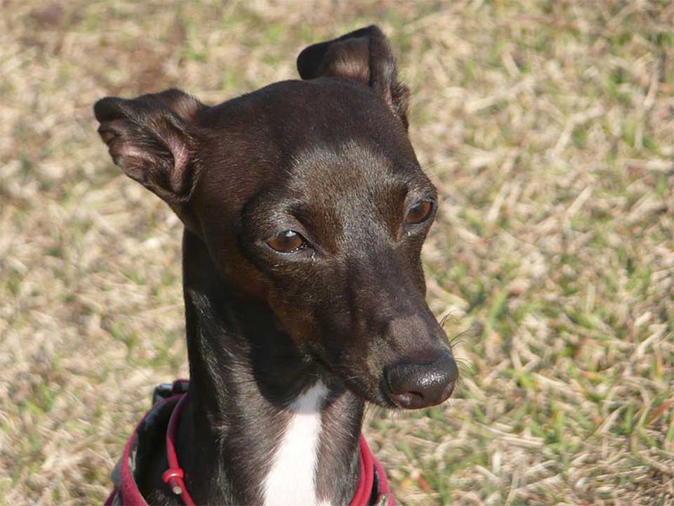 Italian Greyhound Good Companion Dog and Small Breed of Sighthound