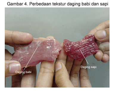 Perbedaan Daging Babi dan Daging Sapi