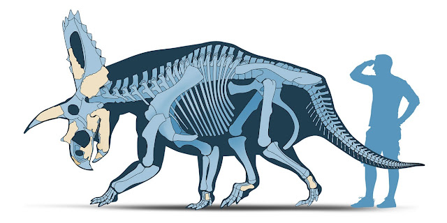 Coahuilaceratops magnacuerna skeletal reconstruction