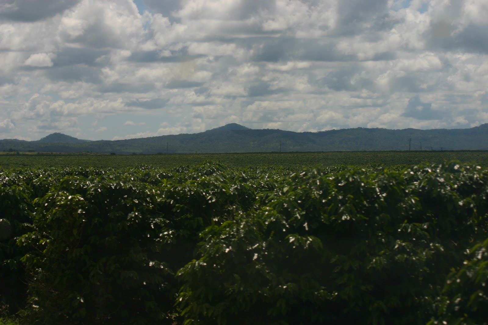 *Growing Green* Monday Feature Bean There Roasting Company