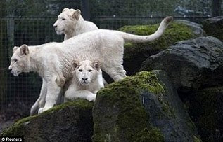 White Lions Photos, Rare White Lions