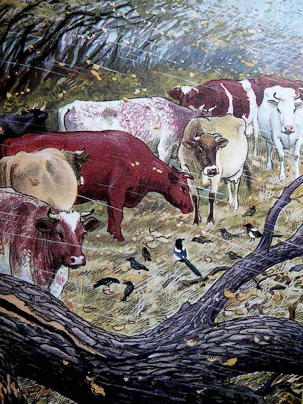 Charles F. Tunnicliffe a Charles F. Tunnicliffe illustration of cows in bad weather