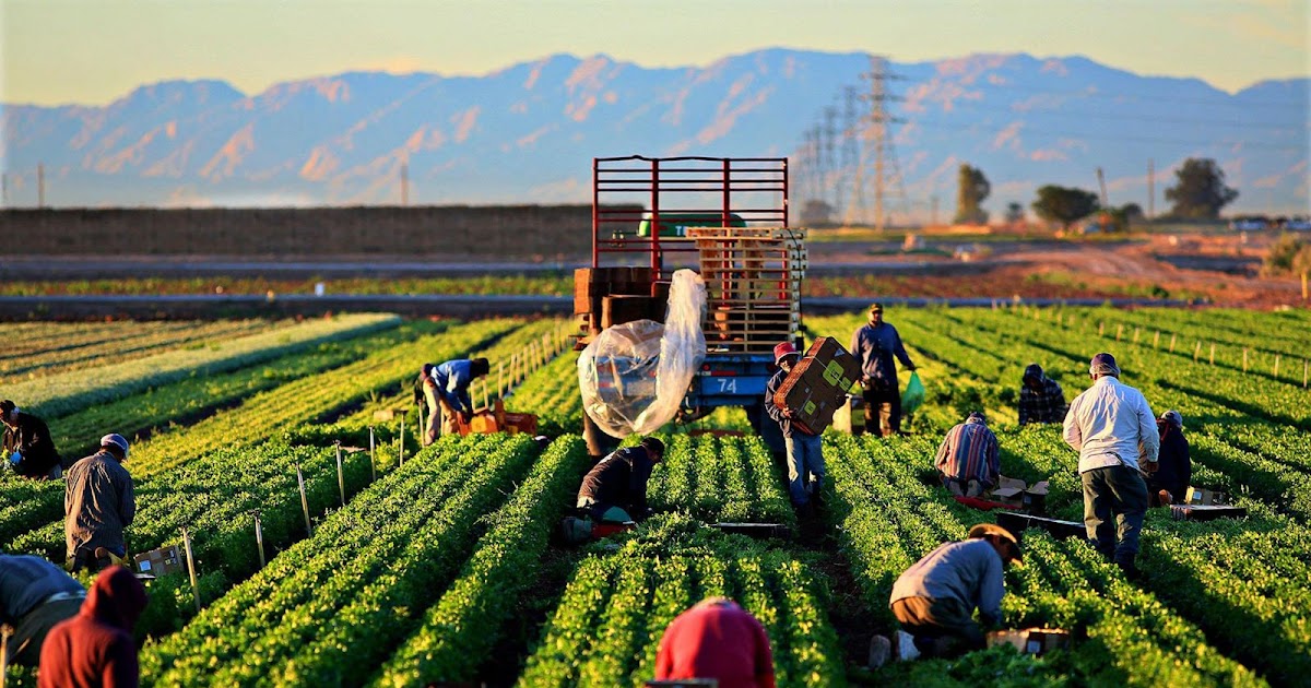 Penyuluh Dan Eksistensi Pertanian
