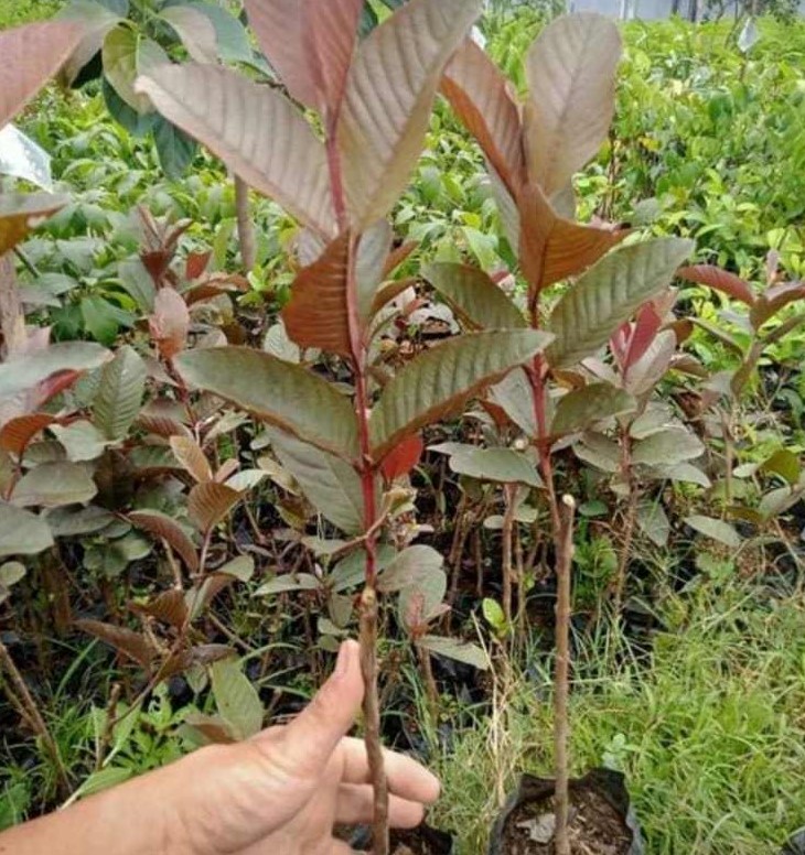 jambu sukun merah Wabula