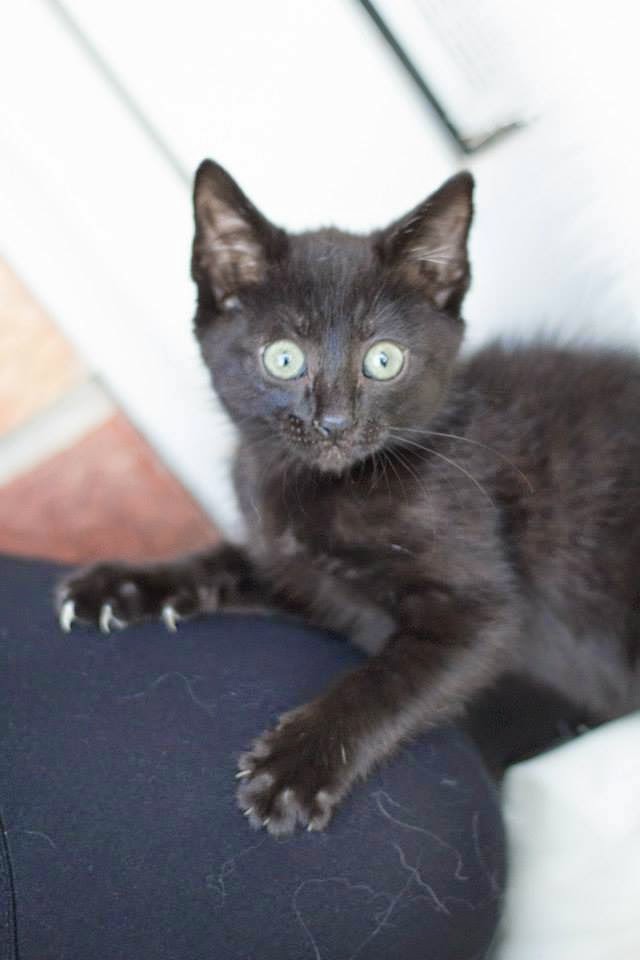 Fat Cat 2 Skinny Kitty Black cat kindu day