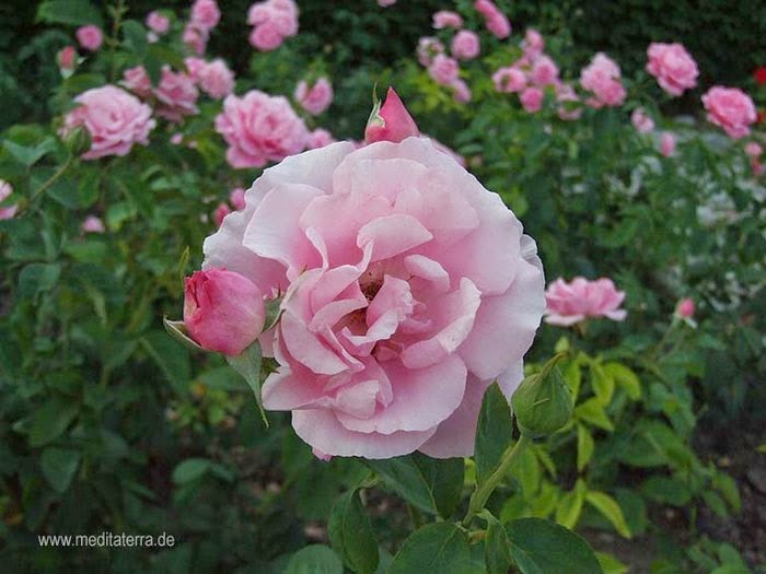 Kostenlose Rosenfotos Kostenlose Rosenfotos Bilder Mit Rosa Rosen Gratis Downloaden 10