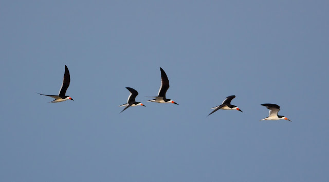 Black Skimmers - Plumb Beach, New York