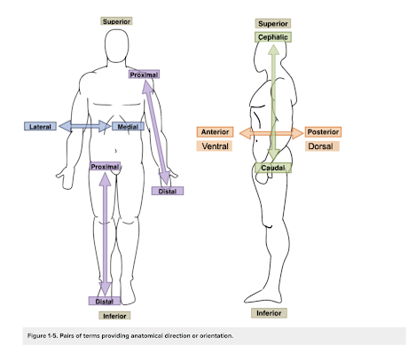 Open Notebook: anterior (ventral), posterior (dorsal), superior ...