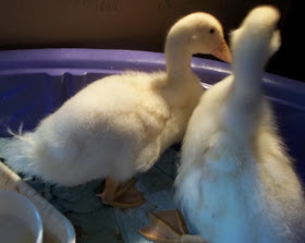 how big are 4 week old baby Pekin ducks ducklings