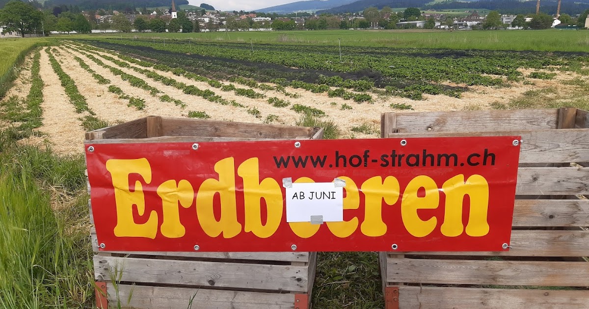 Hof Strahm Erbeerenfeld