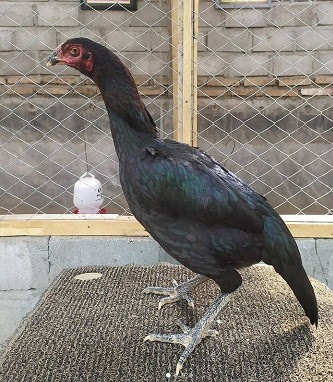 4 Ciri Ciri Ayam Betina Pakhoy Super Untuk Indukan Caracari