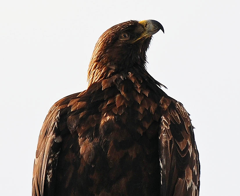 Wyoming Photos Golden eagle