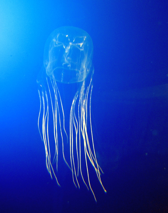 How painful is a Box jellyfish sting? Is the box jellyfish deadly creature?