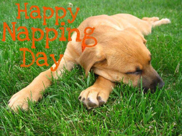 National Napping Day Wishes Pics National Napping Day Wishes Pics