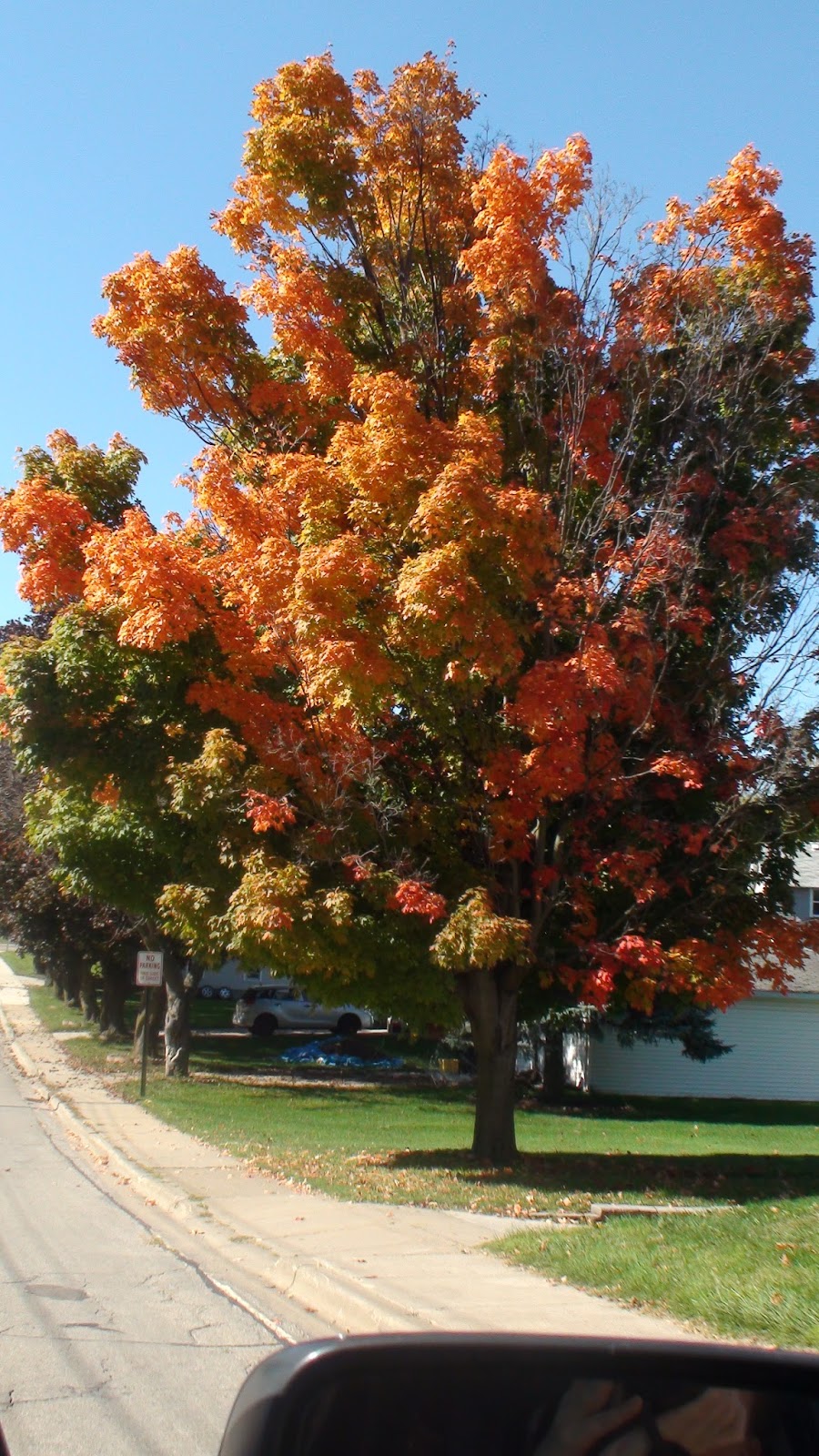 Wheres the Karma? Fall Trees in Wisconsin