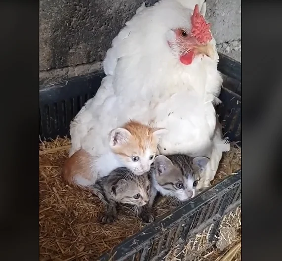 Mother hen raises three tabby kittens