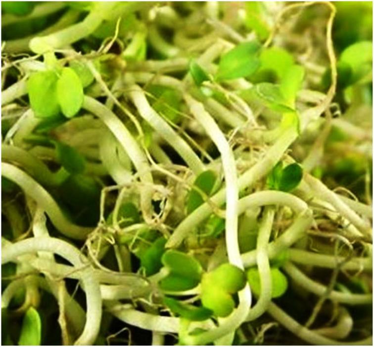 VEGETABLE JUICE Alfalfa sprouts juice