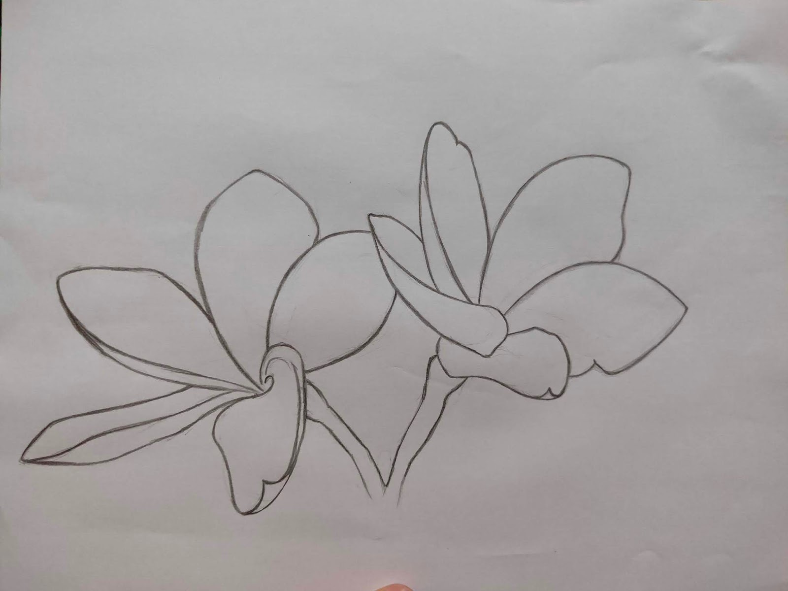 6 Langkah Mudah Menggambar Bunga Kamboja - Jafarull