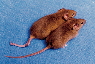 Farklı DNA metilasyonuna sahip klon agouti fareleri