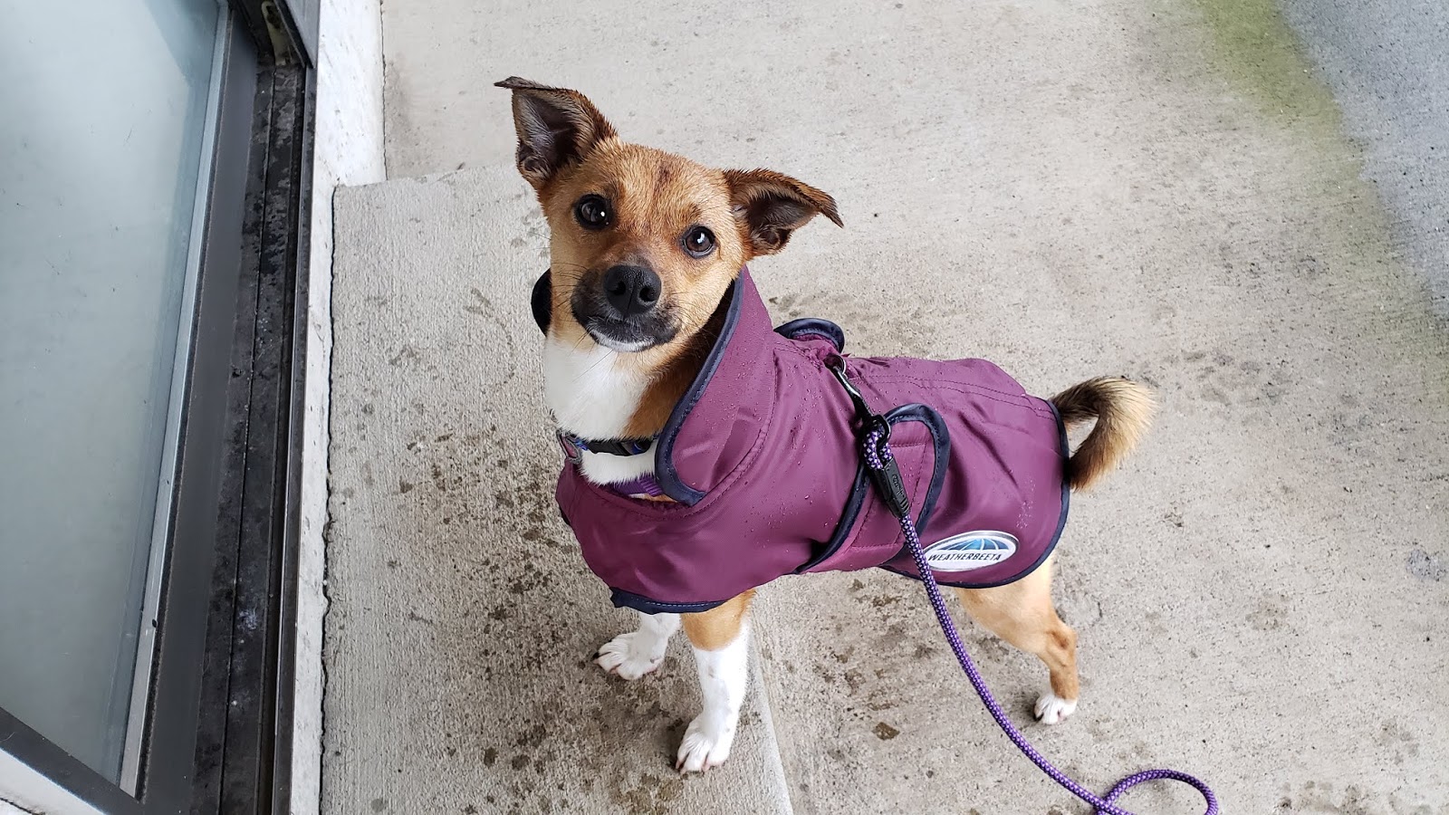 ZoePhee My Dog Won't Go POTTY! Potty Training the World's Most