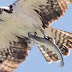 Rare Photograph Of Bird Catching A Shark That Was Catching A Fish!