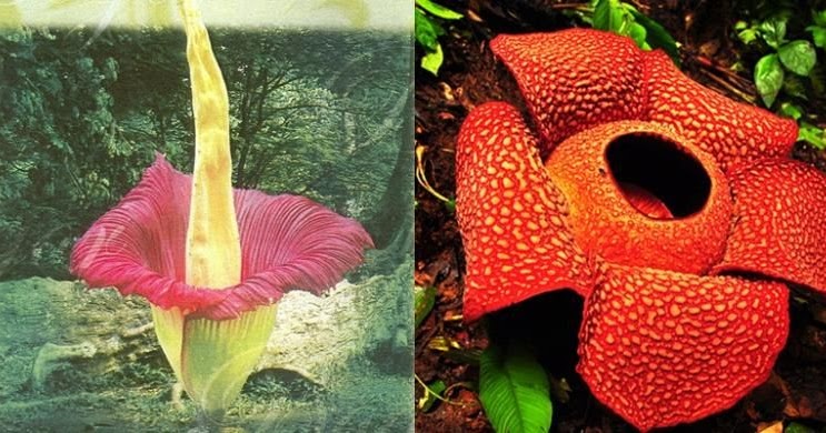 Perbedaan Bunga Bangkai Dan Bunga Reflesia Blog Ely Setiawan