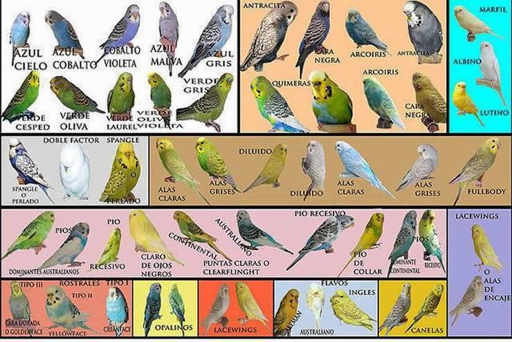 Mutação dos periquitos