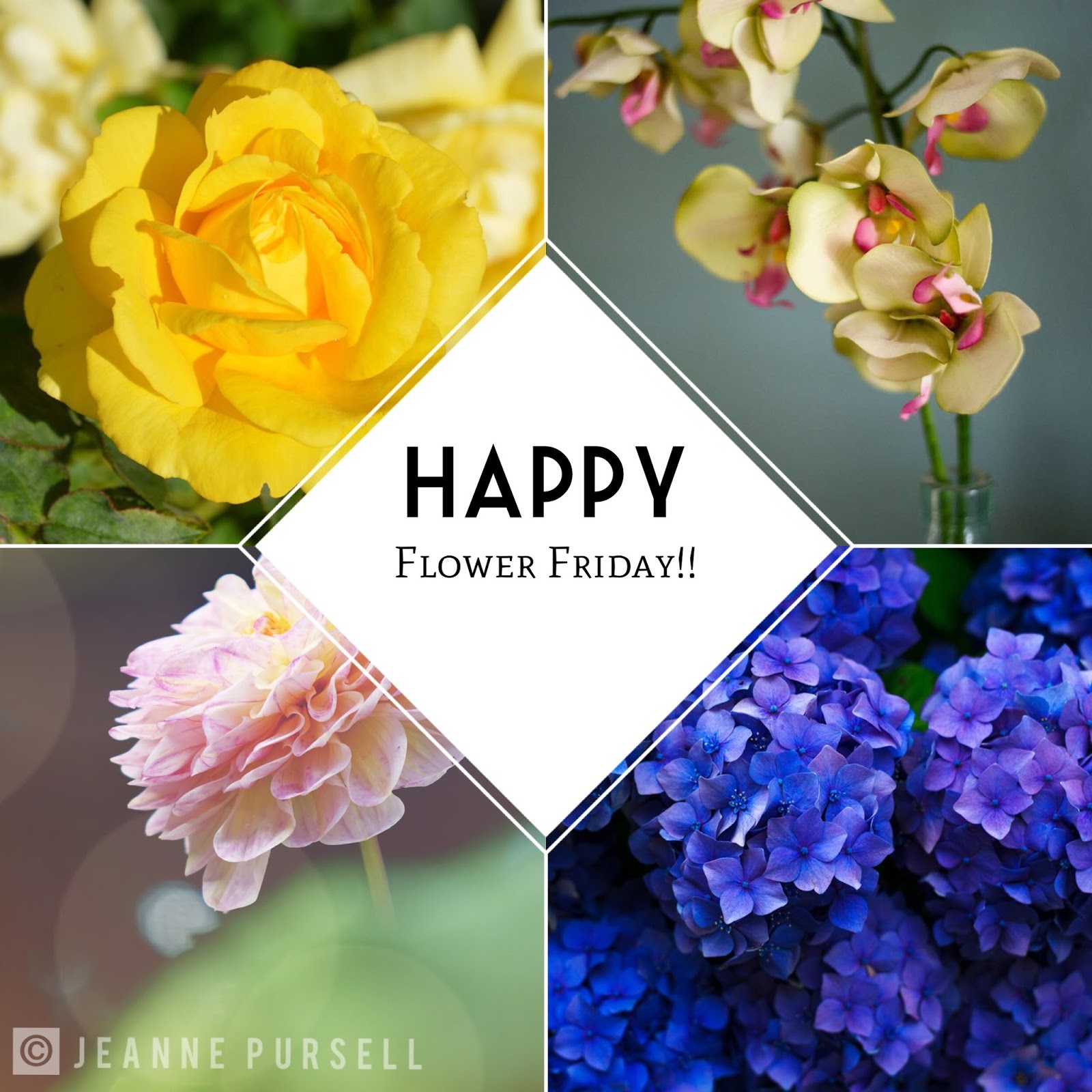 bichonpawz Happy Flower Friday and Friends. happy flower friday and frien.....