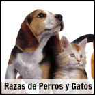 Listado De Razas De Perros Y Gatos