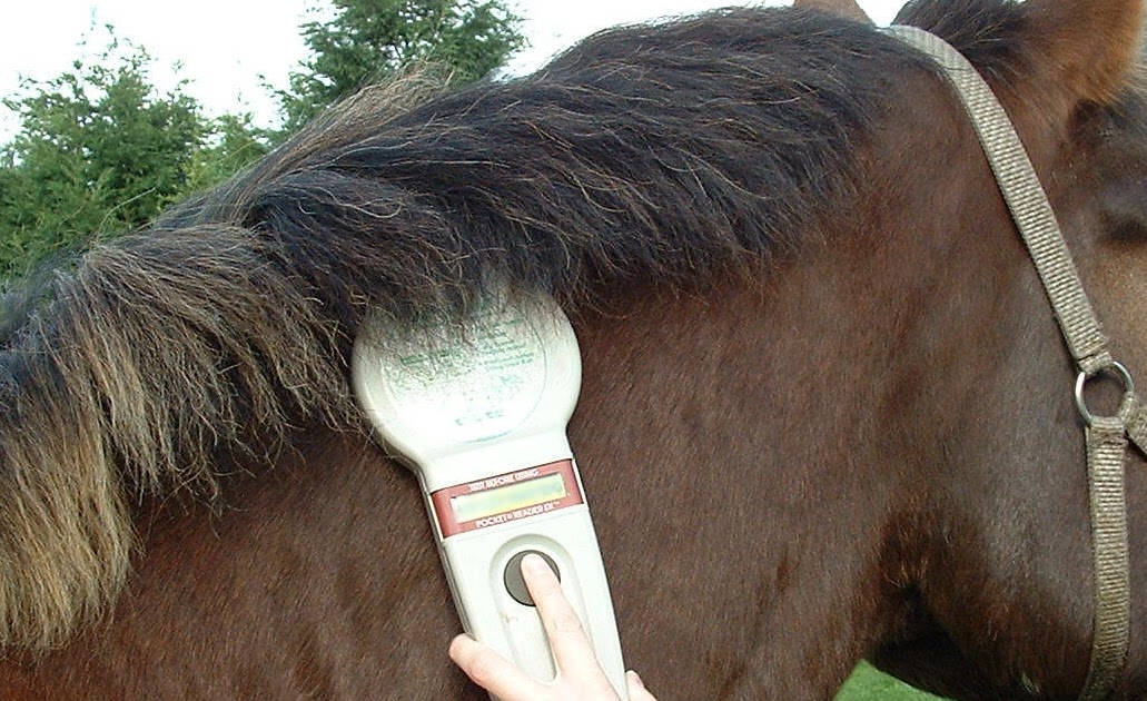 Equine Science Update Temperature monitoring with microchips