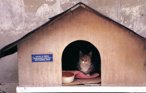 Cat of Venice, Italy