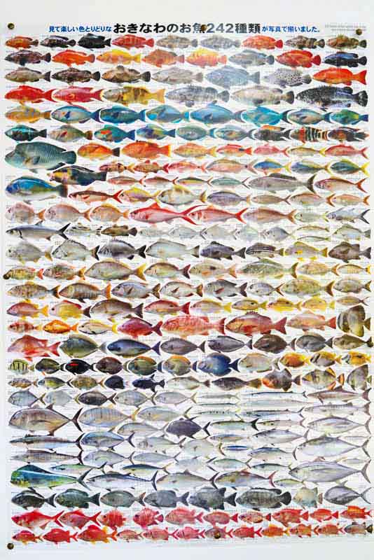 242 Kinds of Fish in Okinawa, Japan, chart