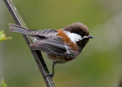 Photo of Chestnut-backed Chickadee Photo of Chestnut-backed Chickadee
