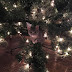 Γιατί οι γάτες λατρεύουν το Χριστουγεννιάτικο δέντρο;...