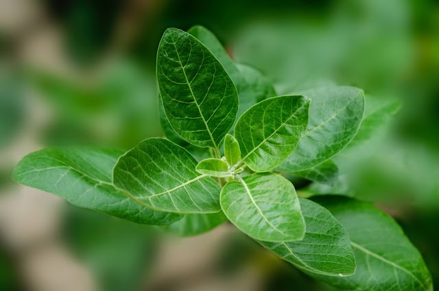 Scientifically proven benefits of ashwagandha- An ancient rejuvenating herb