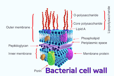 Bacterial cell wall diagram, cell wall demonstration, cell wall image, Bacteria cell wall structure