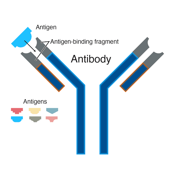 What are antibodies & how they fight the diseases?