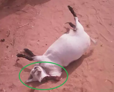 spiritual goat caused accident anambra state