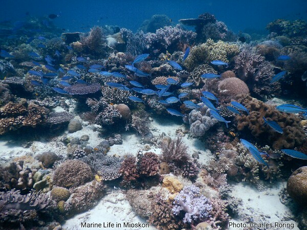 Indonesia's coral reef Marine Life in Raja Ampat's Mioskon