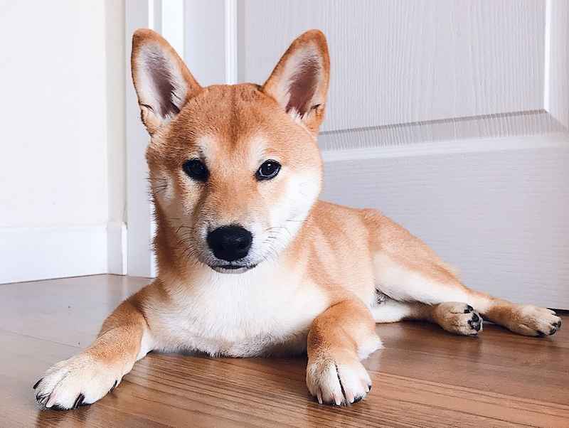 Shiba Inu The Most Popular Dog in Japan Dogalyo