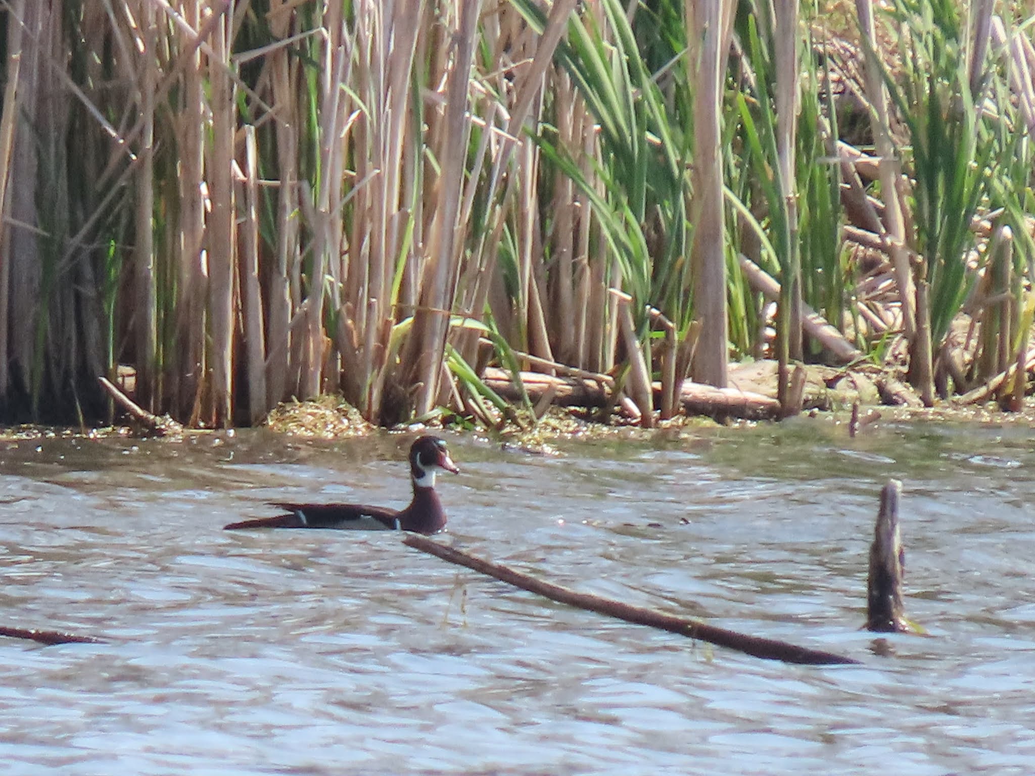 Mae's Food Blog The Celery Bog